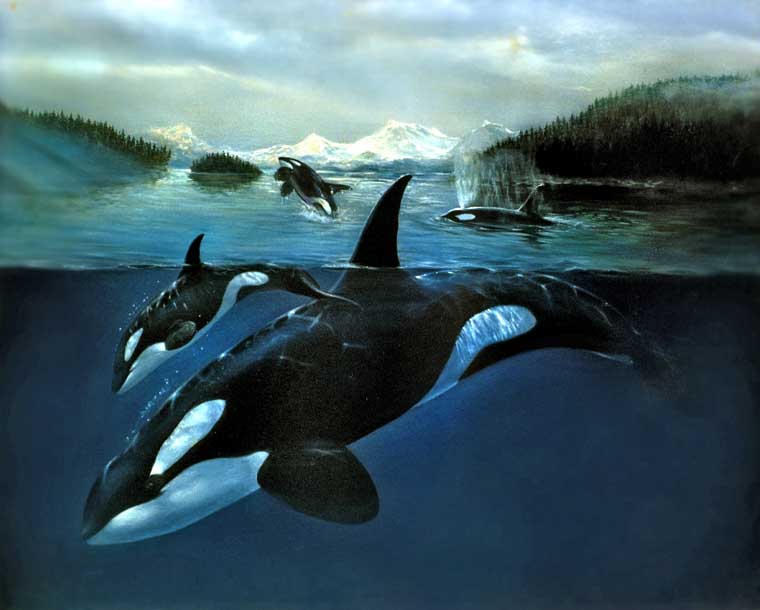 Orca Whale
